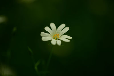 Close-up of white daisy flower