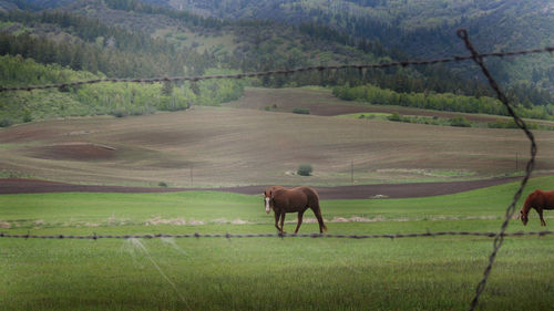 Horse grazing in field