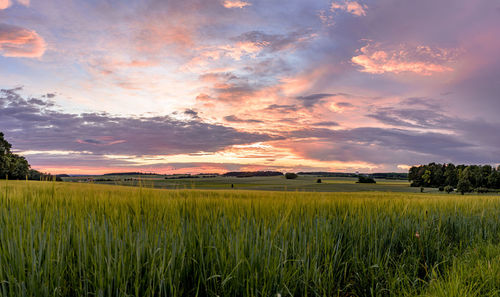 Scenic view of agricultural field against sky during sunset