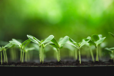 Close-up of small potted plants