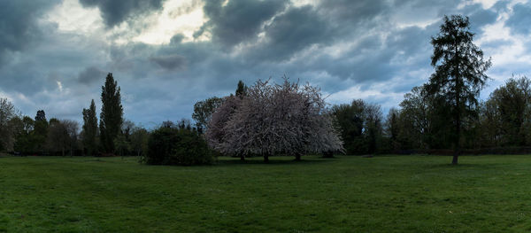 Trees on field against sky