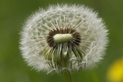 Close-up of dandelion against blurred background