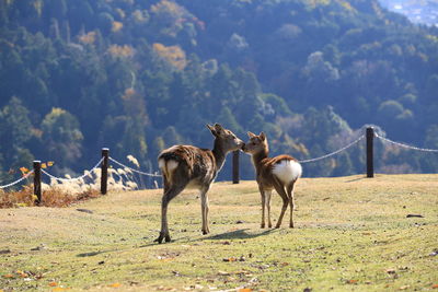 Horses standing on field against sky