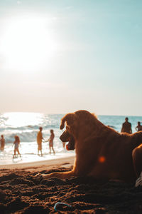 Man and dog on beach against sky