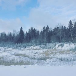 Trees on snow covered land against sky
