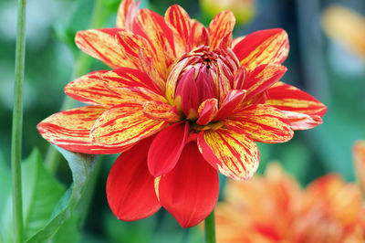 Close-up of orange and red dahlia flower blooming in park