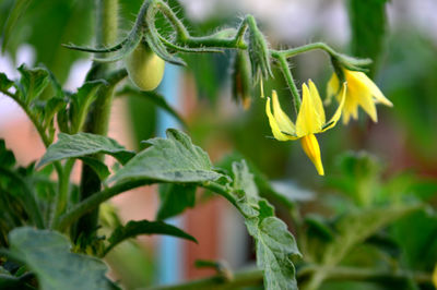 Close-up of flowers blooming outdoors