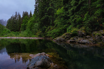 Scenic view of river amidst trees against sky