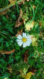 Close-up of white flowering plant on field