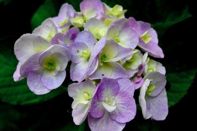 Close-up of purple hydrangea flowers