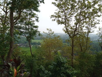 Trees in forest against sky