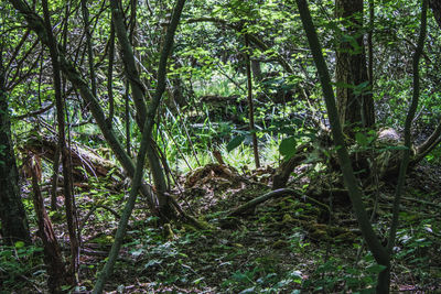 View of trees in forest