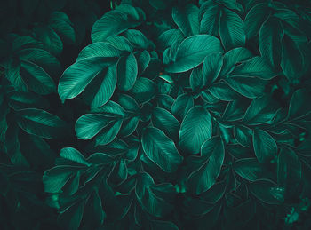 Full frame shot of green leaves