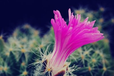 Close-up of pink flower