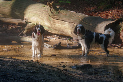 View of dogs running on land