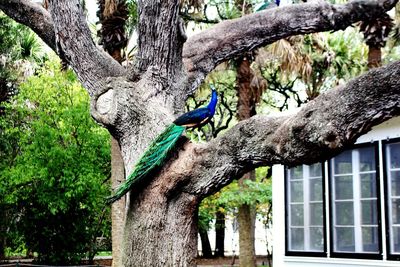 Low angle view of bird perching on tree