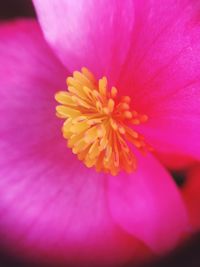 Macro shot of pink flower