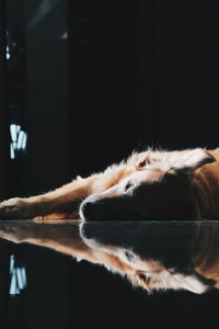 Close-up of dog relaxing at night