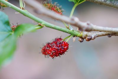 Close-up of berries growing on tree
