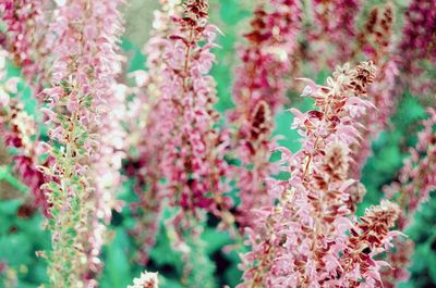 Close-up of pink flowering plant