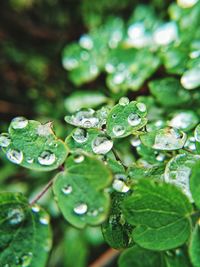 Close-up of raindrops on leaves