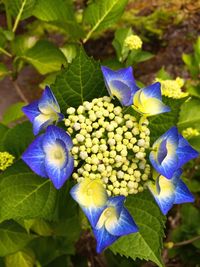 Close-up of blue flowering plant