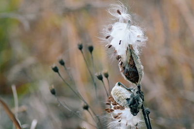 Close-up of dry milkweed