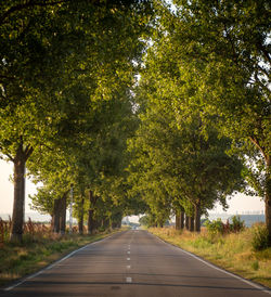 Road amidst trees