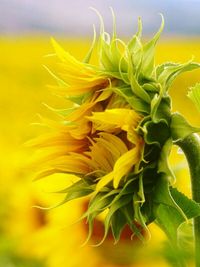 Close-up of sunflower