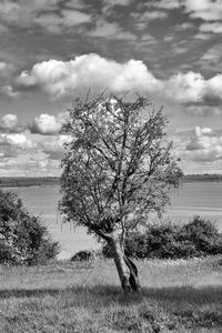 Tree on field against sky