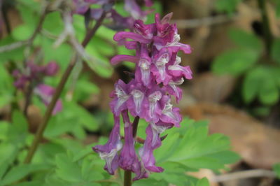 Close-up of pink flowering plant