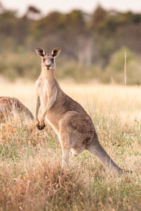Portrait of kangaroo on field at national park