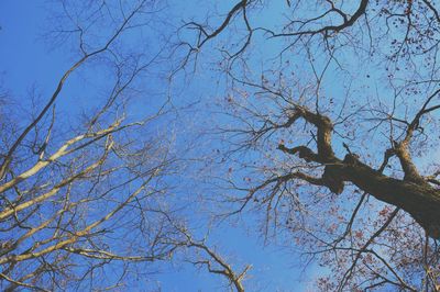 Low angle view of trees against blue sky