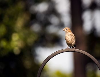 Close-up of bird perching