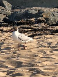 High angle view of seagull on land