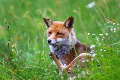 Red fox in the meadow