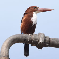 Close-up of bird perching against sky