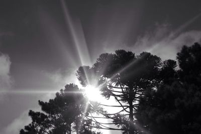 Sun shining through trees