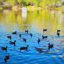 Ducks swimming in lake