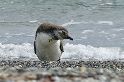 View of a bird on beach