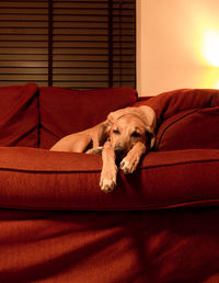 Dog sleeping on sofa at home