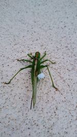 Close-up of insect