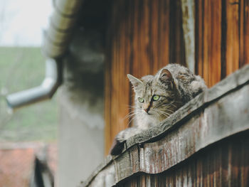 Portrait of cat relaxing on wood