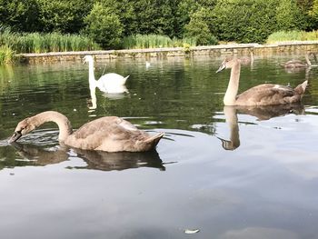 Swan swimming on lake against trees