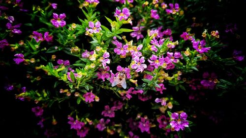 High angle view of pink flowering plants