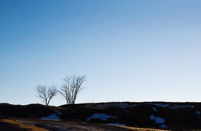 Bare tree against clear blue sky