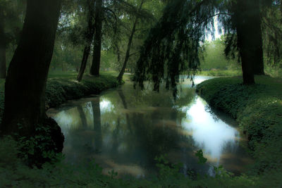 Scenic view of waterfall in forest