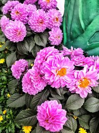 Close-up of pink flowers blooming outdoors