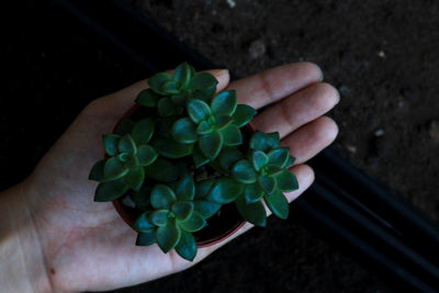 Close-up of hand holding leaf