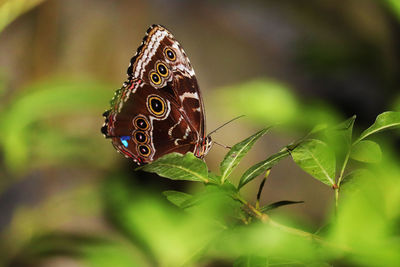 Close-up of butterfly on leaf